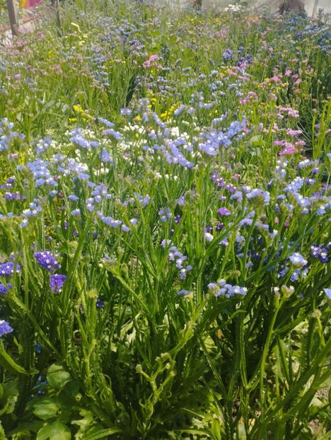  - Limonium anual a 2023
