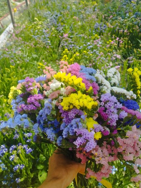  - Limonium anual a 2023