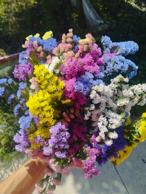  - Limonium anual a 2023