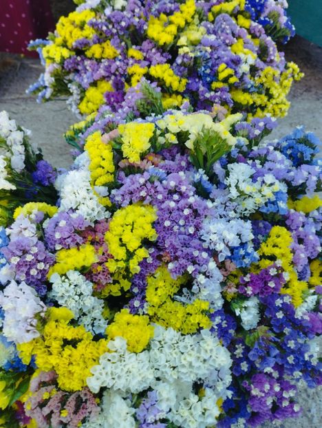  - Limonium anual a 2023