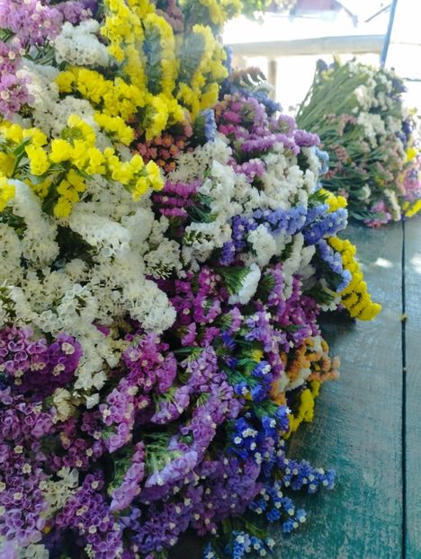  - Limonium anual a 2023