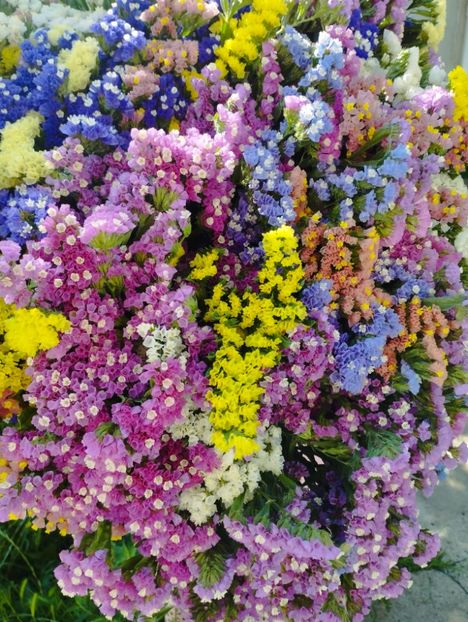  - Limonium anual a 2023
