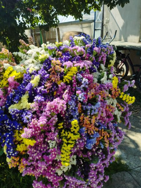  - Limonium anual a 2023