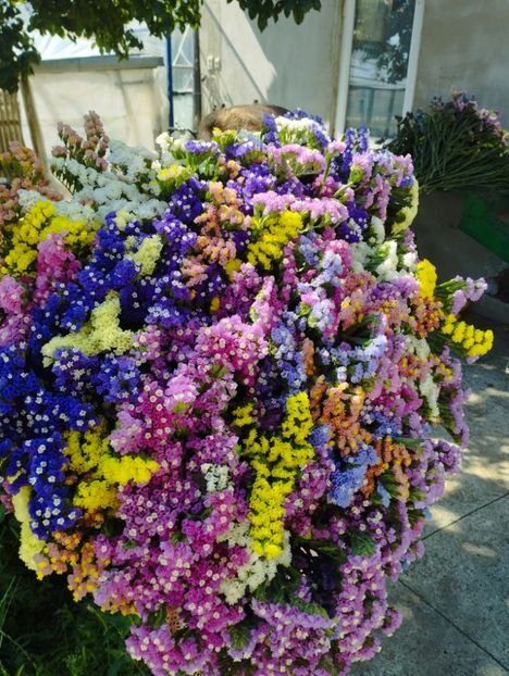  - Limonium anual a 2023