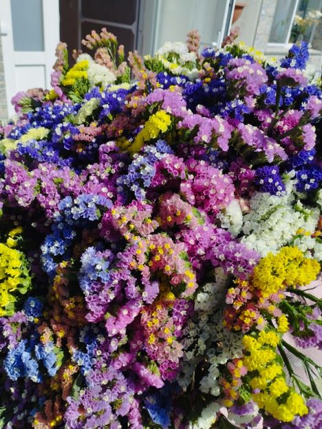  - Limonium anual a 2023