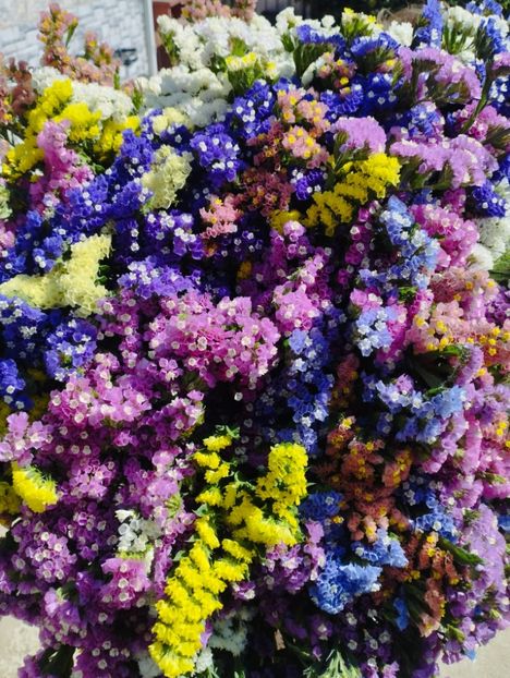 - Limonium anual a 2023
