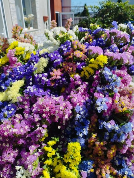  - Limonium anual a 2023