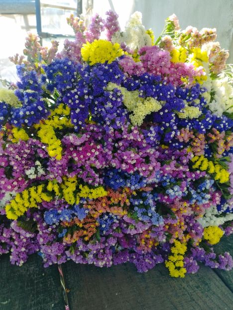  - Limonium anual a 2023
