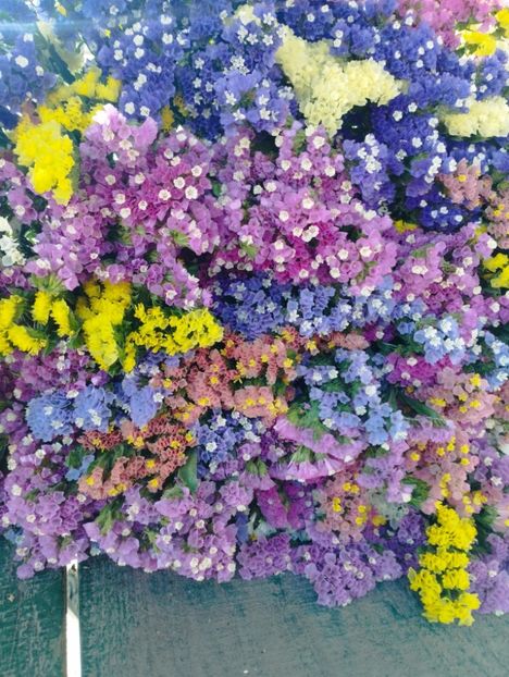  - Limonium anual a 2023