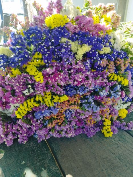  - Limonium anual a 2023