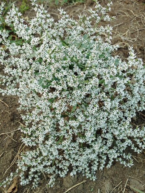  - Limonium Tatar 2023