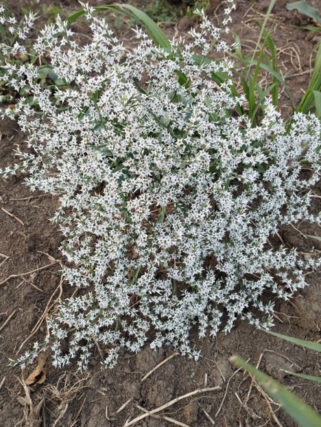  - Limonium Tatar 2023