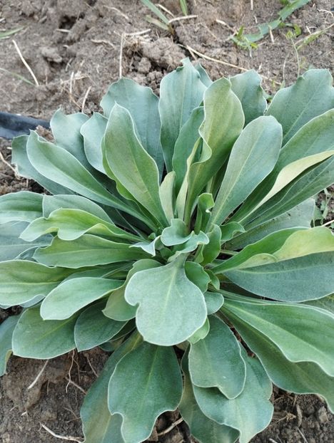  - Limonium Tatar 2023