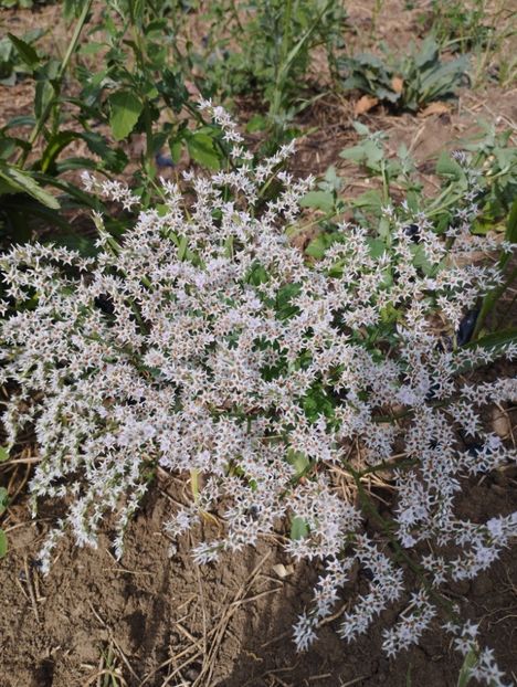 - Limonium Tatar 2023