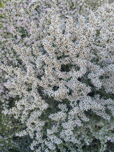  - Limonium Tatar 2023