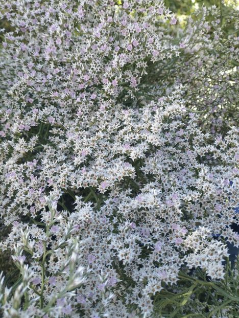  - Limonium Tatar 2023