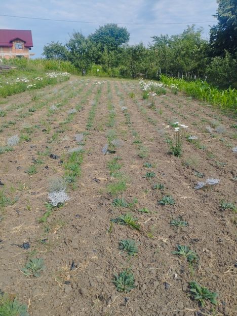  - Limonium Tatar 2023