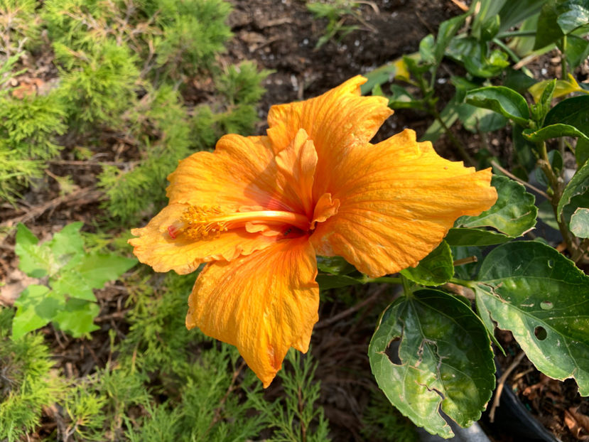  - Jurnalul gradinii 2023