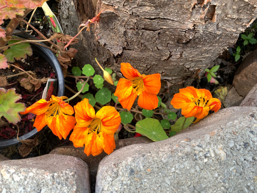  - Jurnalul gradinii 2023