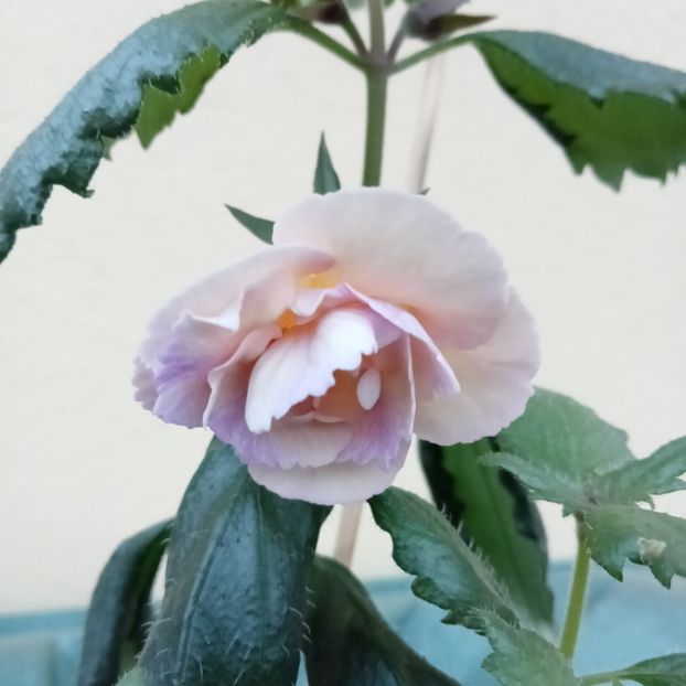 BruDs Viktoria - - 2023