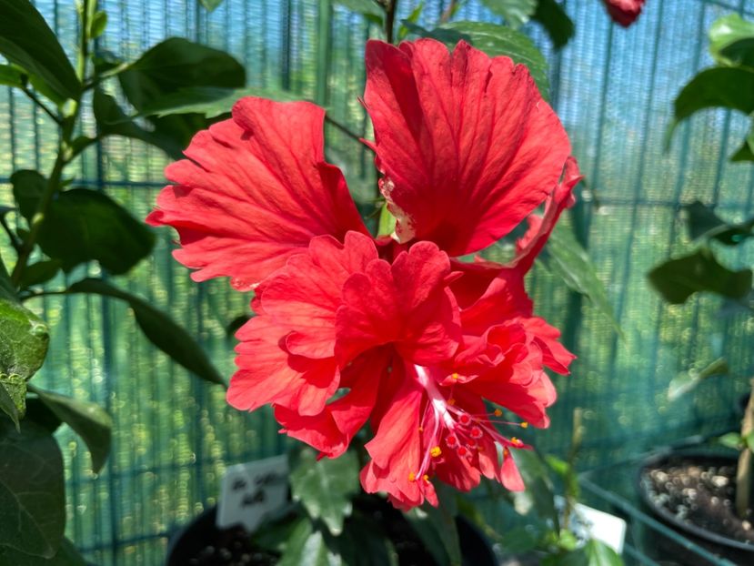 6C196E63-5598-4BCD-815E-6925F15D6F47 - 001 - Hibiscusi