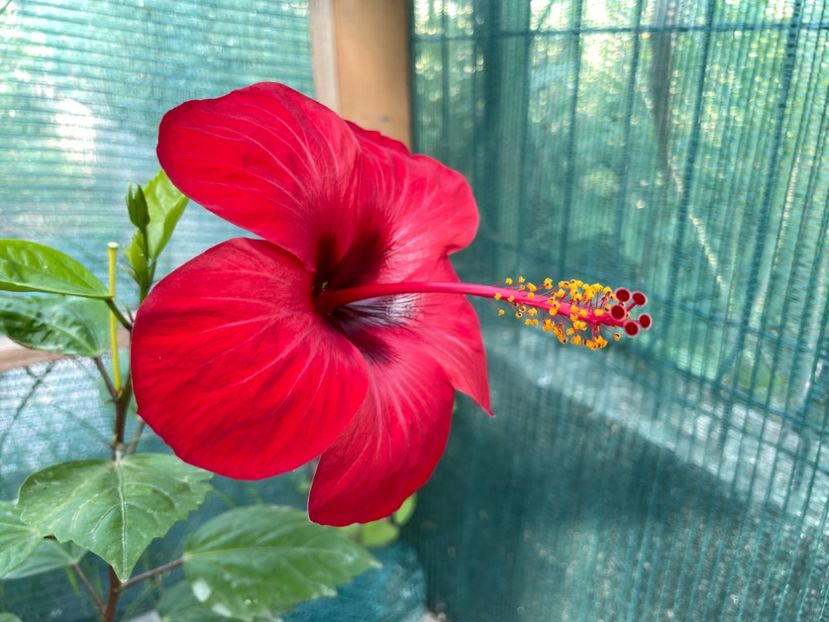 9B2C45F6-EB1C-46EE-A471-D08368CC414A - 001 - Hibiscusi