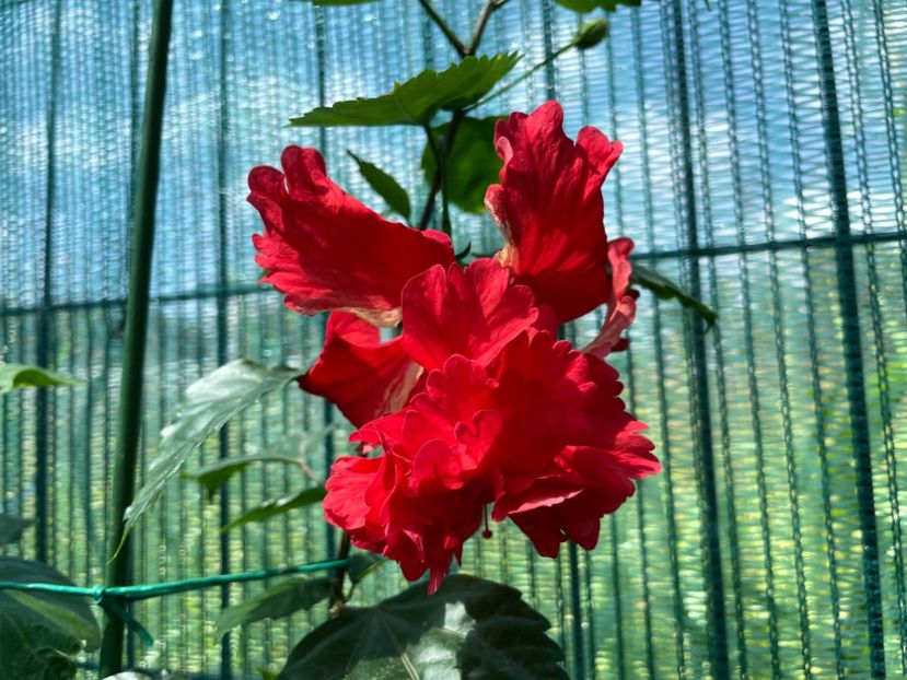 A26ADD03-398C-4298-87F3-85FA7F61191A - 001 - Hibiscusi