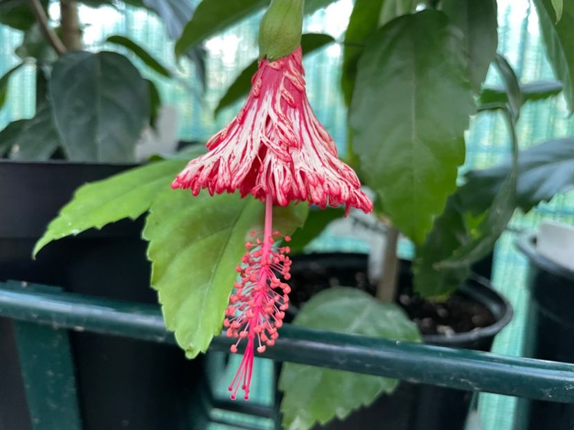 424CE8EF-719E-4F49-B2B0-111667D5B586 - 001 - Hibiscusi