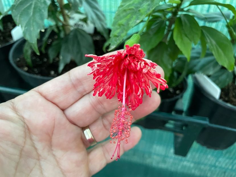 F2FE4B5C-7C85-4D79-9E73-597828336D0B - 001 - Hibiscusi