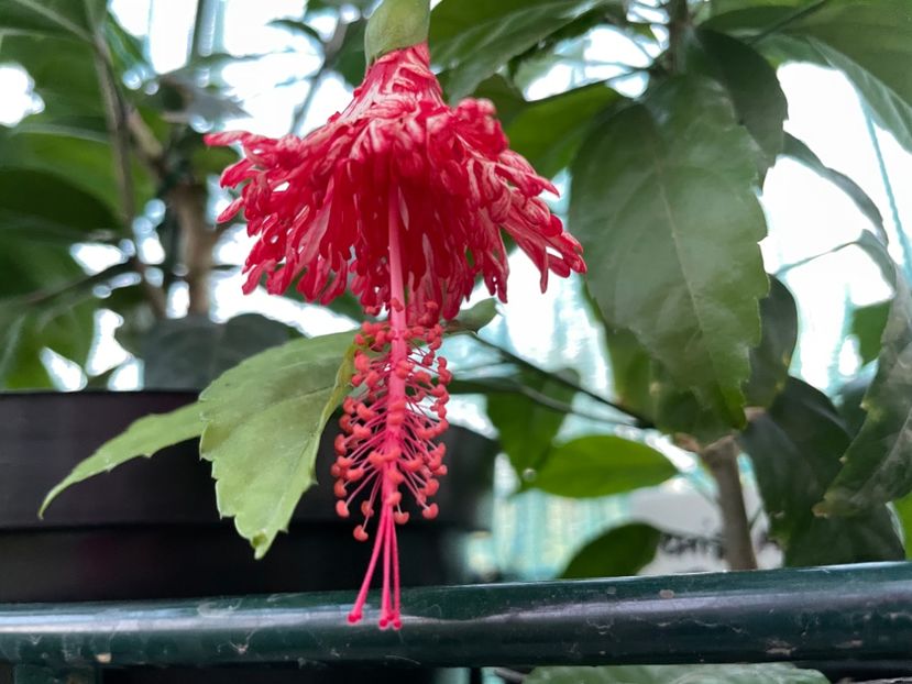 B7D540B0-0E63-4469-B4FC-ADE3C497825B - 001 - Hibiscusi