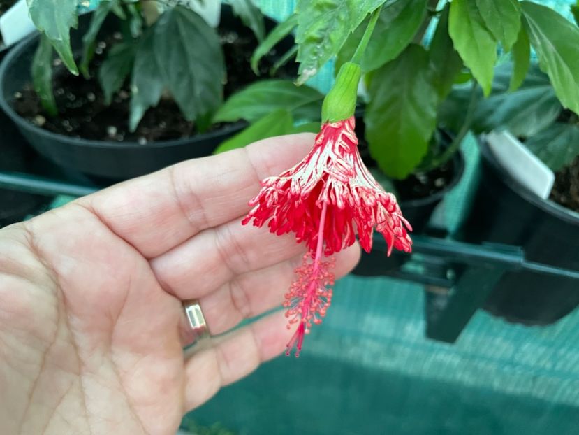 FCE222B2-0B02-4274-BD07-356B90B6464C - 001 - Hibiscusi