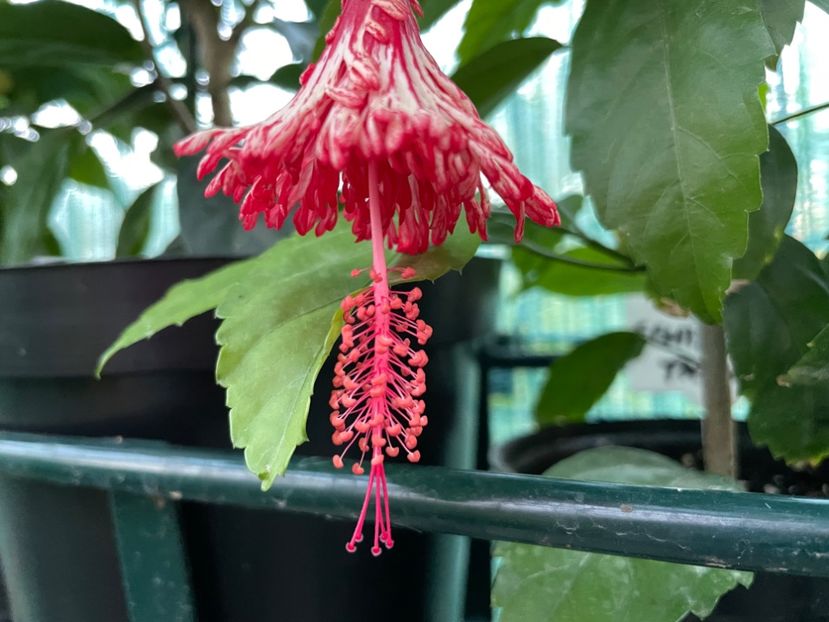 D536E665-7D20-44A8-BE25-B2E2178A55C2 - 001 - Hibiscusi