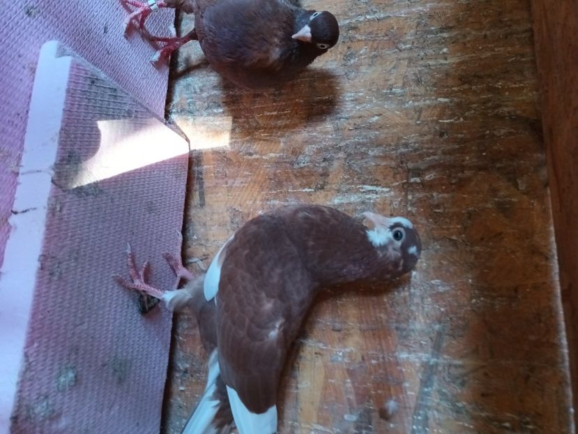 De vinzare - Rolleri de Birmingam 2023