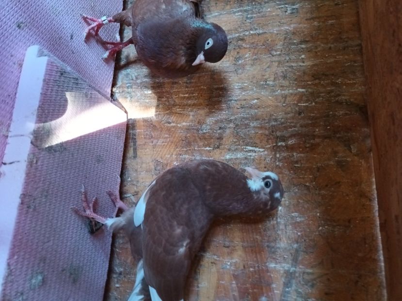 Jucători... - Rolleri de Birmingam 2023