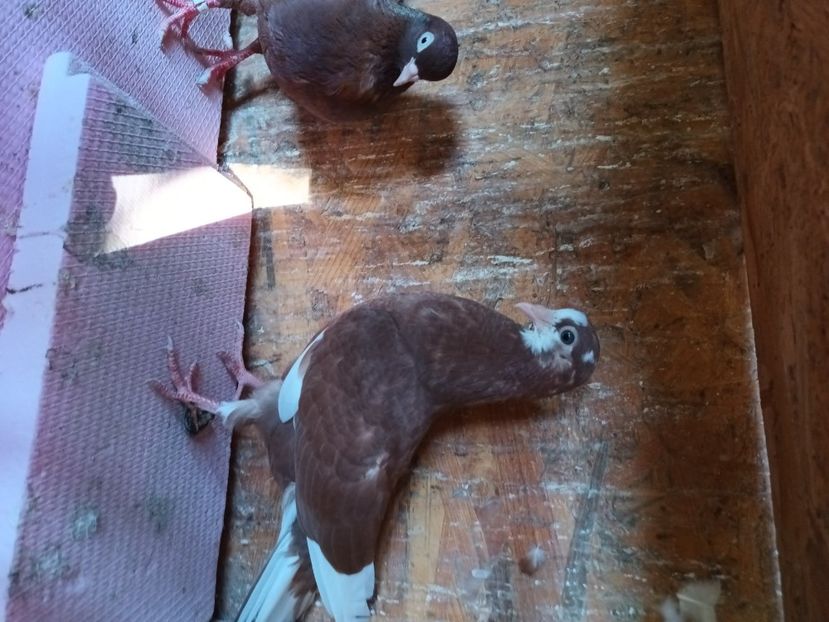 De vinzare - Rolleri de Birmingam 2023