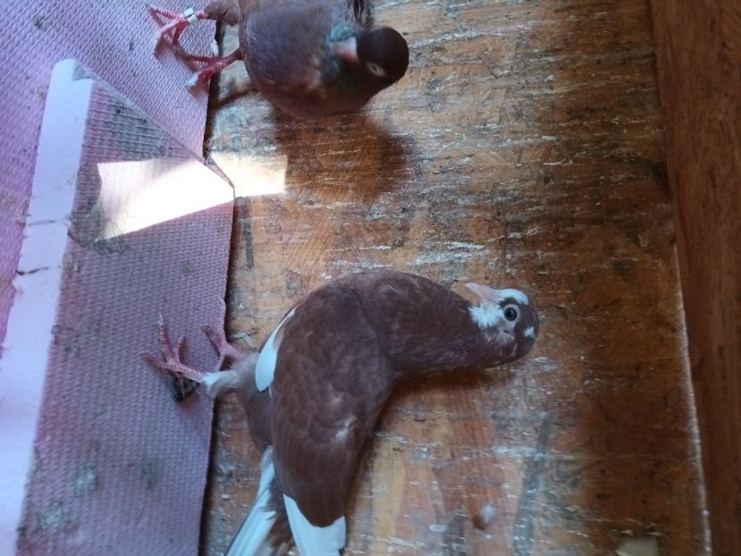 De vinzare - Rolleri de Birmingam 2023