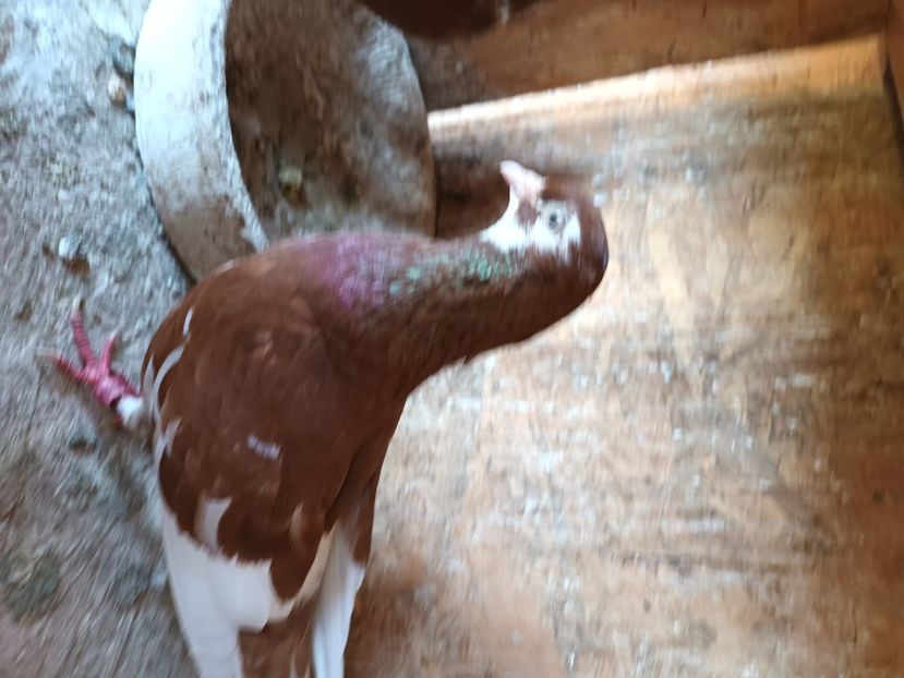 Jucători - Rolleri de Birmingam 2023