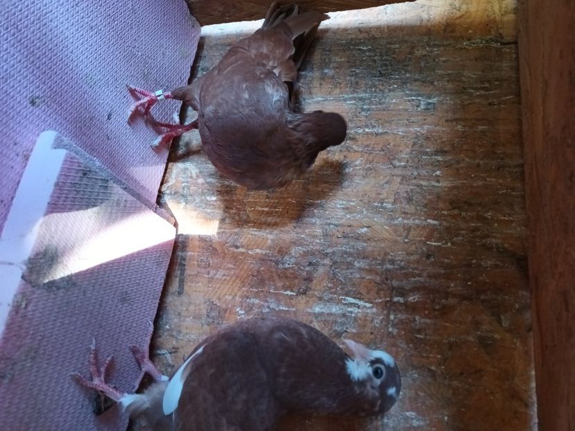  - Rolleri de Birmingam 2023