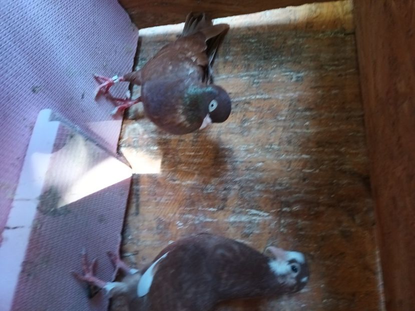  - Rolleri de Birmingam 2023