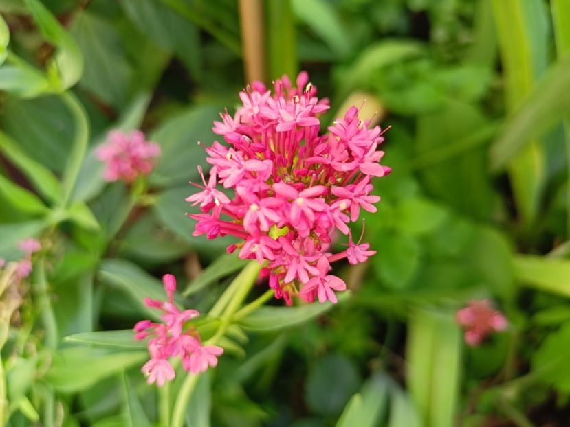 Centranthus ruber Coccineus - Grădina 2023 continuare 4