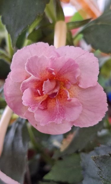 Amelia V - 14 Achimenes 2023