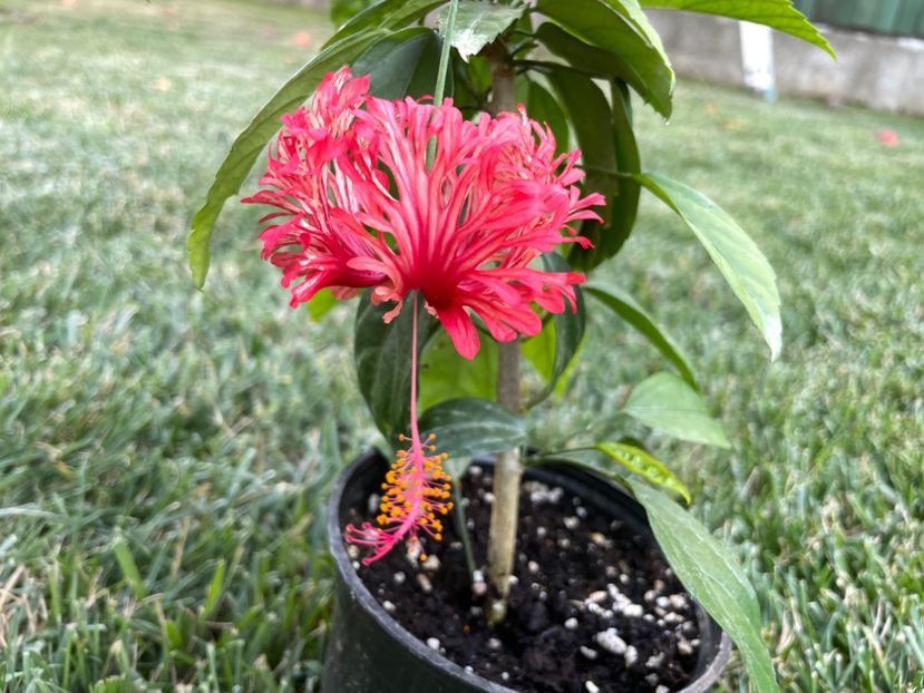 FE7B21D7-7D5A-41F1-A4C0-52DE8224C47A - Schizopetalus