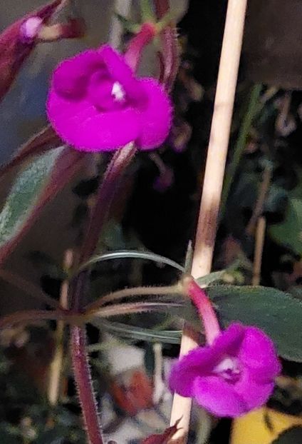  - Violaceea semiplena