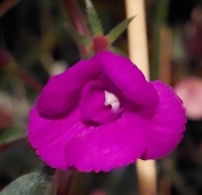  - Violaceea semiplena