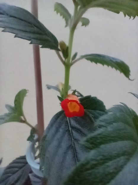 2023 - Heterophylla