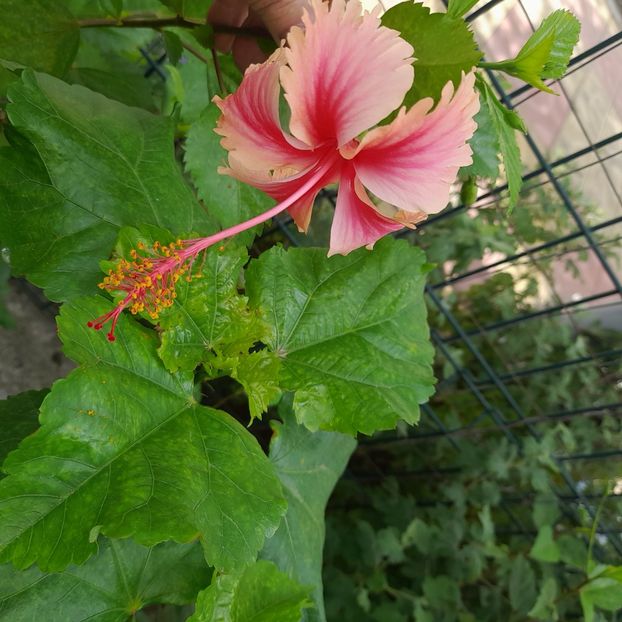 10.08.2023 - HIBISCUSI 2023-1