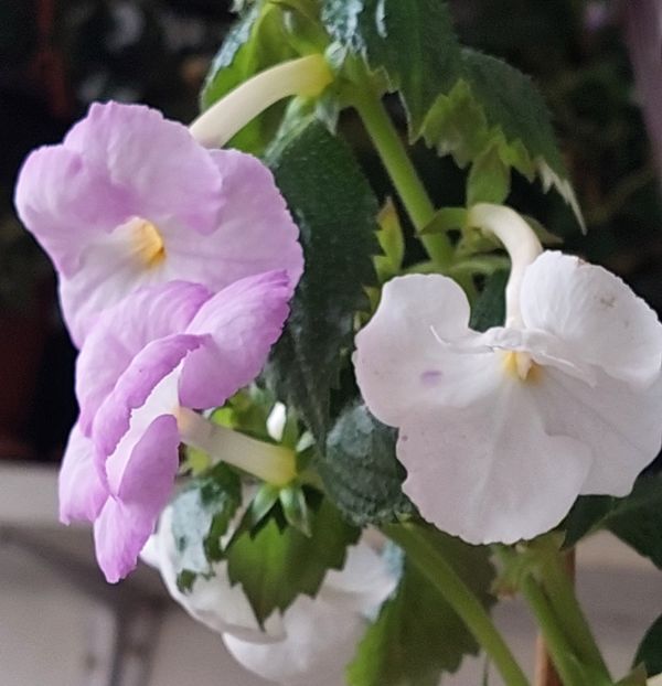 - BIANCO NATALE