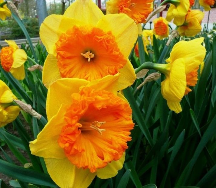 Narcise Congress 2 lei bulbul - 2023 IRISI ÎNALȚI preț 6 lei-12 lei și ALTE FLORI PERENE DISPONIBILE