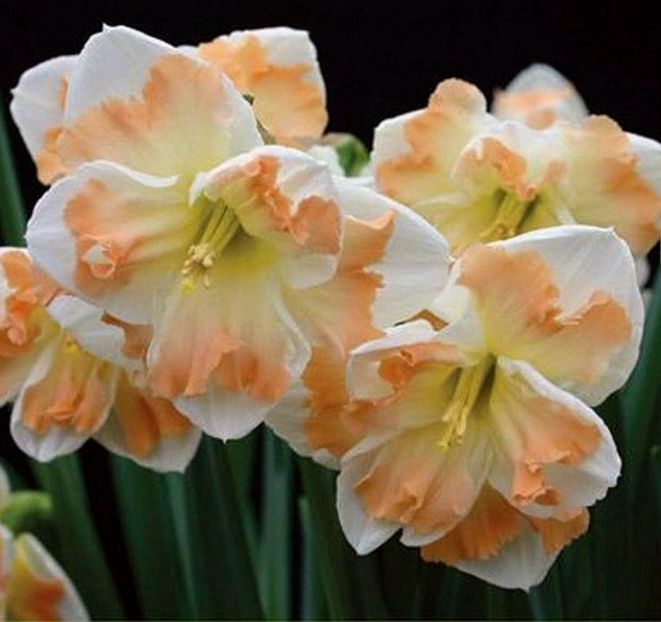 Narcise Cum laude 1,50 lei bulbul - 2023 IRISI ÎNALȚI preț 6 lei-12 lei și ALTE FLORI PERENE DISPONIBILE