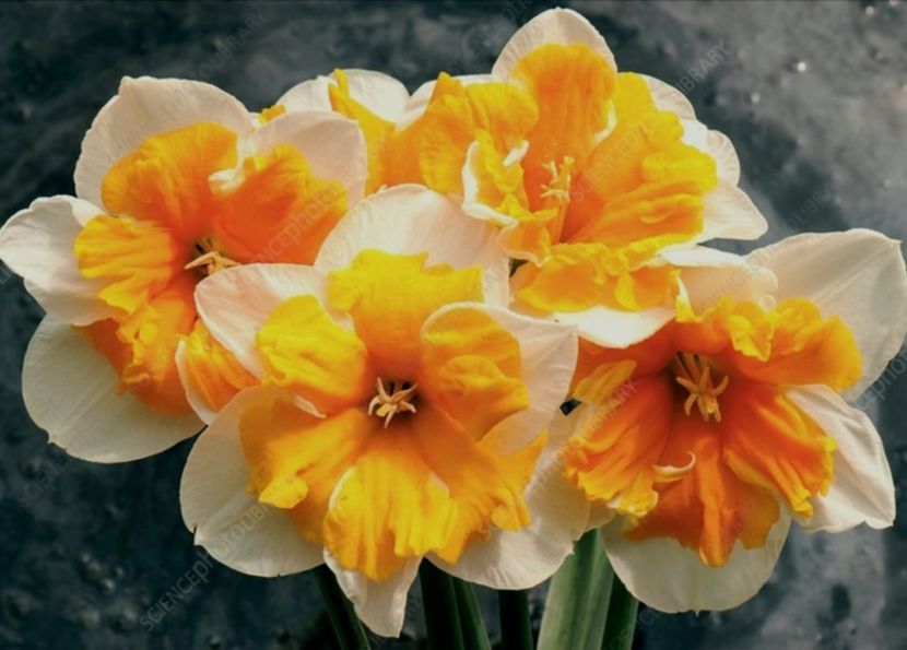 Narcise Orangerry 1,50 lei bulbul - 2023 IRISI ÎNALȚI preț 6 lei-12 lei și ALTE FLORI PERENE DISPONIBILE